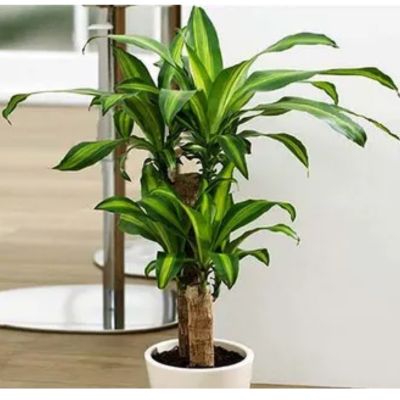 cây phát tài được nuôi trồng trong nhà