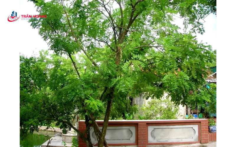 Cây hoa hòe trồng trước nhà