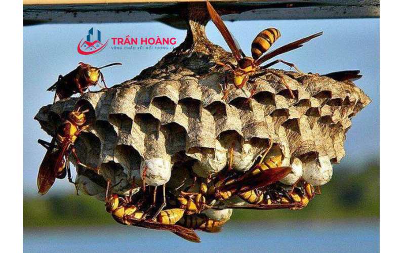 Dấu hiệu đất vượng khí nhà có ong, chim, dơi làm tổ