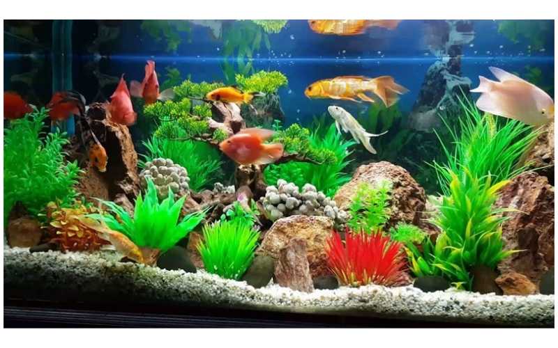 Mệnh hỏa đặt bể cá hướng nào