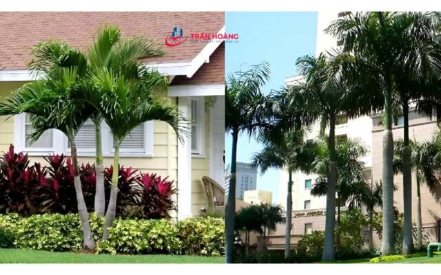 Trồng cây cau cảnh