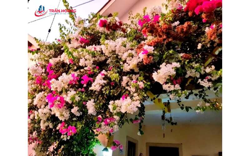 Trồng cây hoa giấy trước nhà